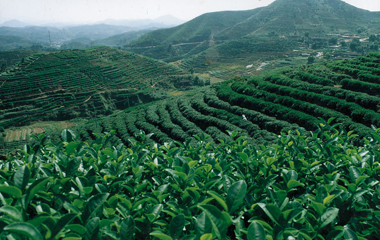 巧妙自制茶叶包 